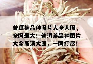 普洱茶品种图片大全大图，全网更大！普洱茶品种图片大全高清大图，一网打尽！