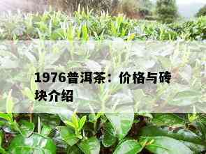 1976普洱茶：价格与砖块介绍