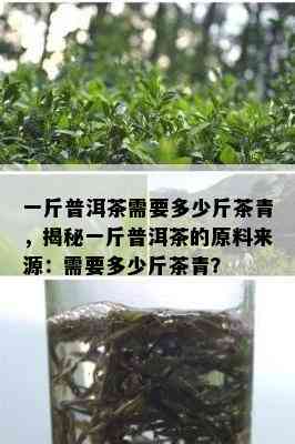 一斤普洱茶需要多少斤茶青，揭秘一斤普洱茶的原料来源：需要多少斤茶青？