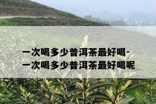 一次喝多少普洱茶更好喝-一次喝多少普洱茶更好喝呢