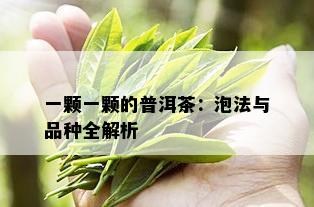 一颗一颗的普洱茶：泡法与品种全解析