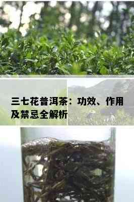 三七花普洱茶：功效、作用及禁忌全解析