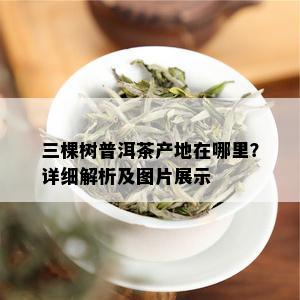 三棵树普洱茶产地在哪里？详细解析及图片展示