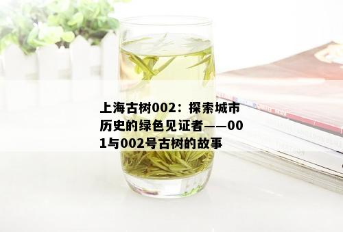 上海古树002：探索城市历史的绿色见证者——001与002号古树的故事