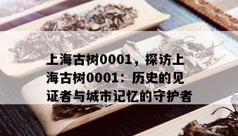 上海古树0001，探访上海古树0001：历史的见证者与城市记忆的守护者