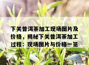 下关普洱茶加工现场图片及价格，揭秘下关普洱茶加工过程：现场图片与价格一览