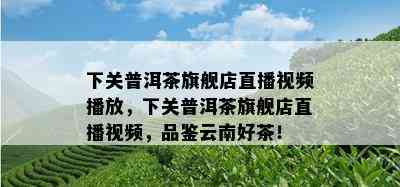 下关普洱茶旗舰店直播视频播放，下关普洱茶旗舰店直播视频，品鉴云南好茶！