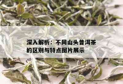 深入解析：不同山头普洱茶的区别与特点图片展示