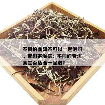 不同的普洱茶可以一起泡吗，普洱茶混搭：不同的普洱茶是否适合一起泡？