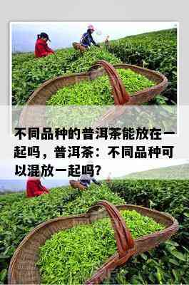 不同品种的普洱茶能放在一起吗，普洱茶：不同品种可以混放一起吗？