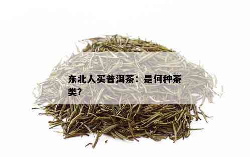 东北人买普洱茶：是何种茶类？