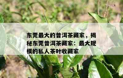 东莞更大的普洱茶藏家，揭秘东莞普洱茶藏家：更大规模的私人茶叶收藏家