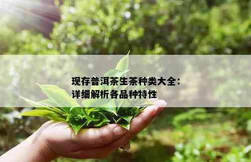 现存普洱茶生茶种类大全：详细解析各品种特性