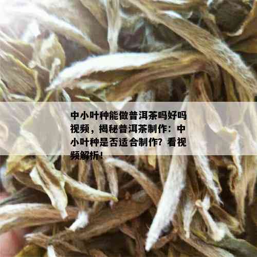 中小叶种能做普洱茶吗好吗视频，揭秘普洱茶制作：中小叶种是否适合制作？看视频解析！