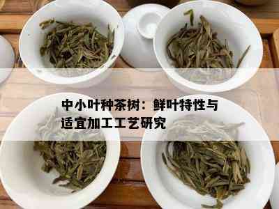 中小叶种茶树：鲜叶特性与适宜加工工艺研究