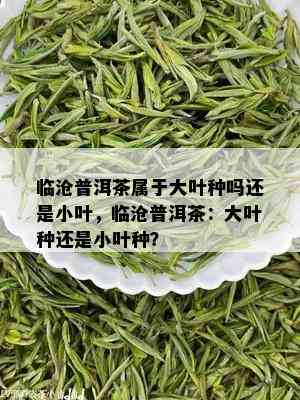 临沧普洱茶属于大叶种吗还是小叶，临沧普洱茶：大叶种还是小叶种？