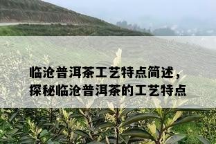 临沧普洱茶工艺特点简述，探秘临沧普洱茶的工艺特点