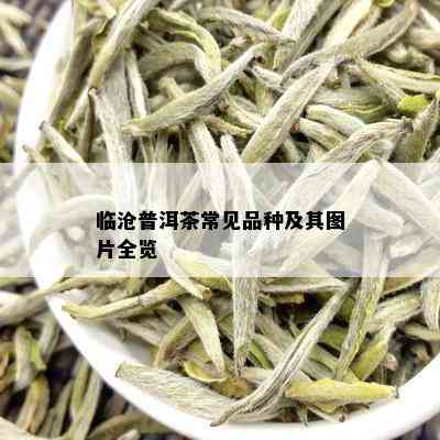 临沧普洱茶常见品种及其图片全览