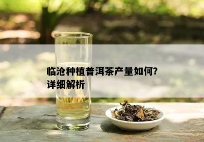 临沧种植普洱茶产量如何？详细解析