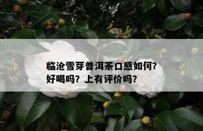 临沧雪芽普洱茶口感如何？好喝吗？上有评价吗？