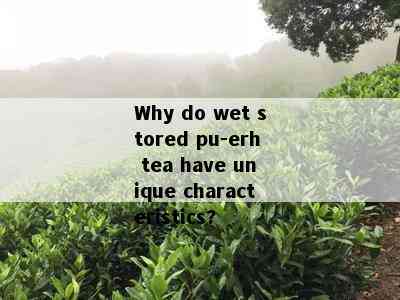 Why do wet stored pu-erh tea have unique characteristics?