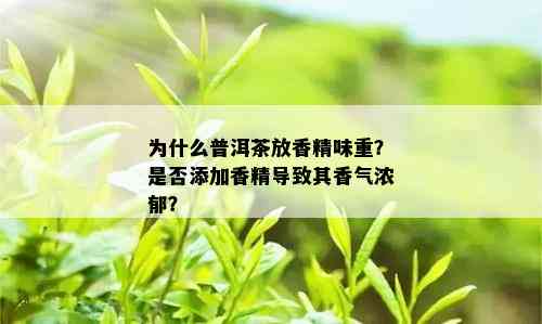 为什么普洱茶放香精味重？是否添加香精导致其香气浓郁？