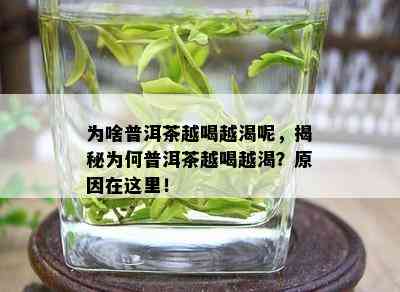 为啥普洱茶越喝越渴呢，揭秘为何普洱茶越喝越渴？原因在这里！