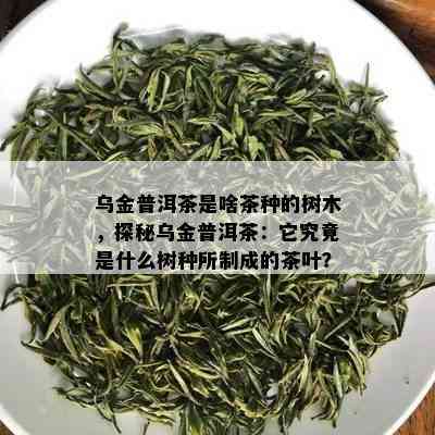 乌金普洱茶是啥茶种的树木，探秘乌金普洱茶：它究竟是什么树种所制成的茶叶？