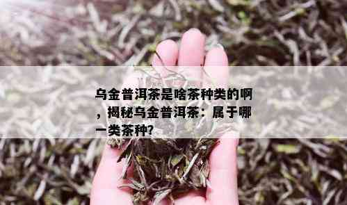 乌金普洱茶是啥茶种类的啊，揭秘乌金普洱茶：属于哪一类茶种？