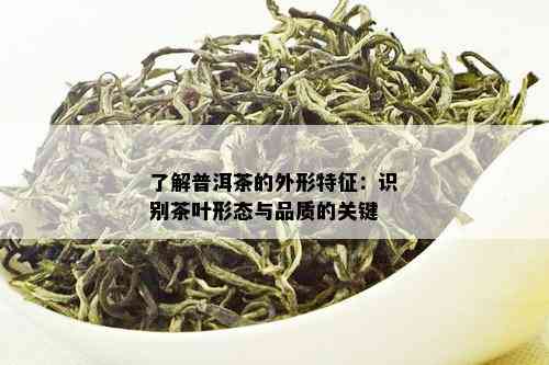 了解普洱茶的外形特征：识别茶叶形态与品质的关键