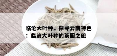 临沧大叶种，探寻云南特色：临沧大叶种的茶园之旅