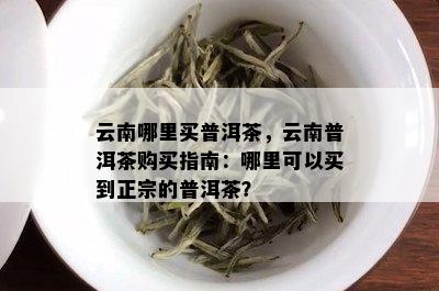 云南哪里买普洱茶，云南普洱茶购买指南：哪里可以买到正宗的普洱茶？