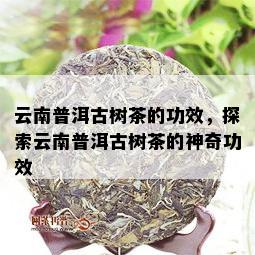 云南普洱古树茶的功效，探索云南普洱古树茶的神奇功效