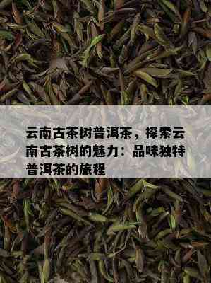 云南古茶树普洱茶，探索云南古茶树的魅力：品味独特普洱茶的旅程