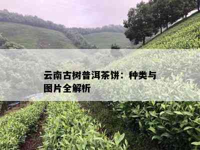 云南古树普洱茶饼：种类与图片全解析