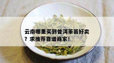 云南哪里买到普洱茶苗好卖？求推荐靠谱商家！