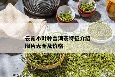 云南小叶种普洱茶特征介绍图片大全及价格