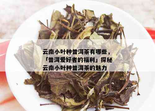 云南小叶种普洱茶有哪些，「普洱爱好者的福利」探秘云南小叶种普洱茶的魅力