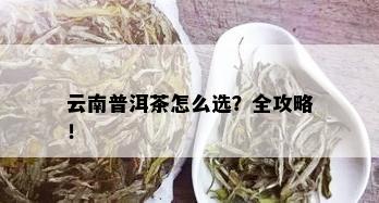 云南普洱茶怎么选？全攻略！