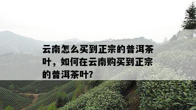 云南怎么买到正宗的普洱茶叶，如何在云南购买到正宗的普洱茶叶？