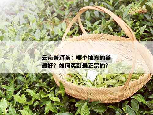 云南普洱茶：哪个地方的茶更好？如何买到最正宗的？