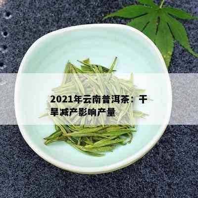 2021年云南普洱茶：干旱减产影响产量