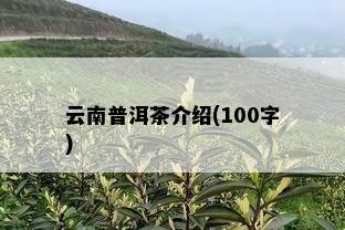 云南普洱茶介绍(100字)