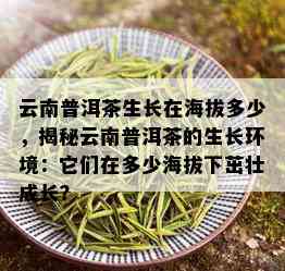 云南普洱茶生长在海拔多少，揭秘云南普洱茶的生长环境：它们在多少海拔下茁壮成长？