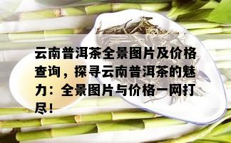 云南普洱茶全景图片及价格查询，探寻云南普洱茶的魅力：全景图片与价格一网打尽！