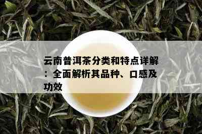 云南普洱茶分类和特点详解：全面解析其品种、口感及功效