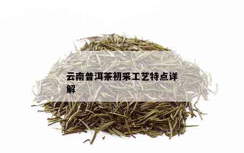 云南普洱茶初采工艺特点详解