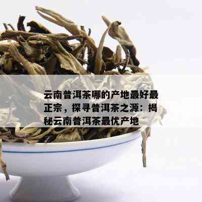 云南普洱茶哪的产地更好最正宗，探寻普洱茶之源：揭秘云南普洱茶更优产地