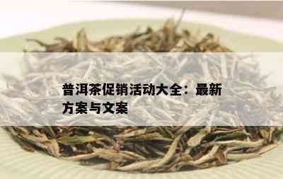 普洱茶促销活动大全：最新方案与文案