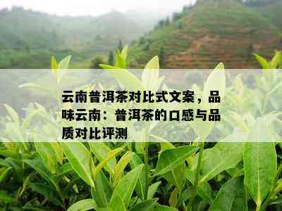 云南普洱茶对比式文案，品味云南：普洱茶的口感与品质对比评测